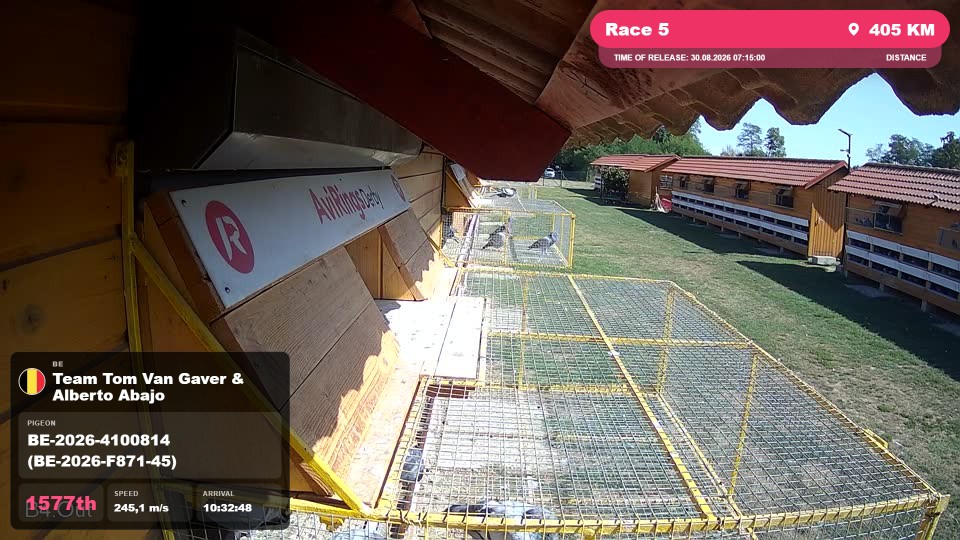 Pigeon Arrival Image For Race Race 5