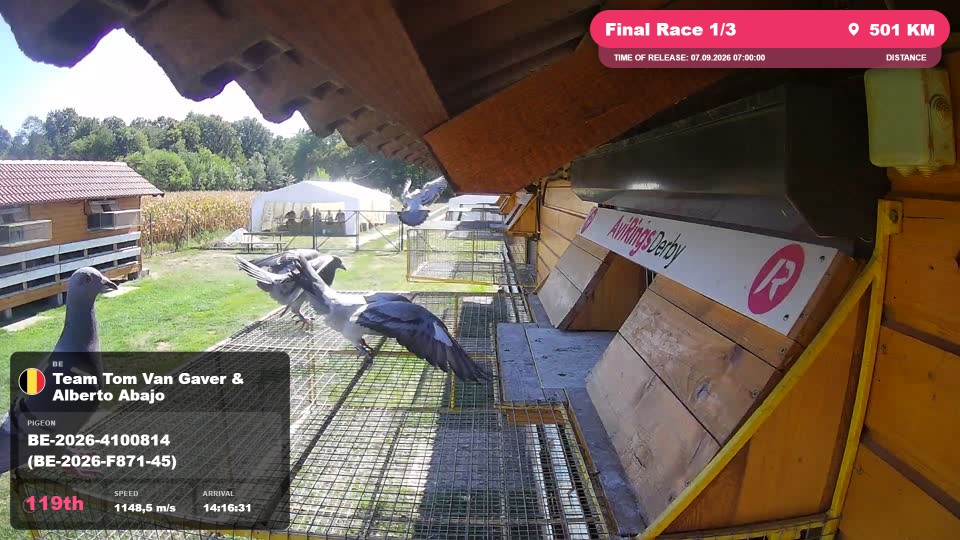Pigeon Arrival Image For Race Final Race 1/3