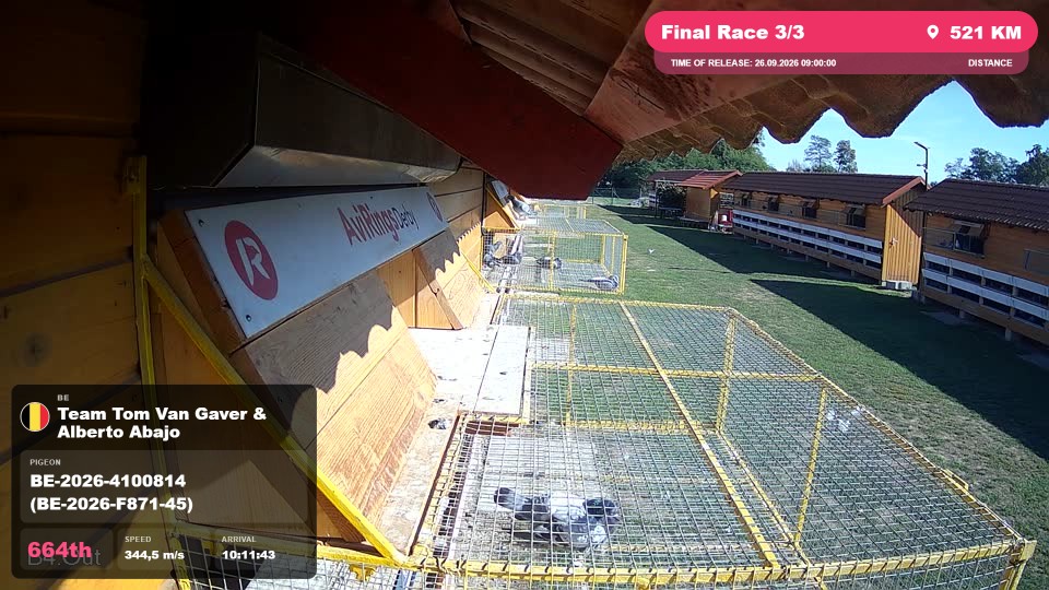 Pigeon Arrival Image For Race Final Race 3/3
