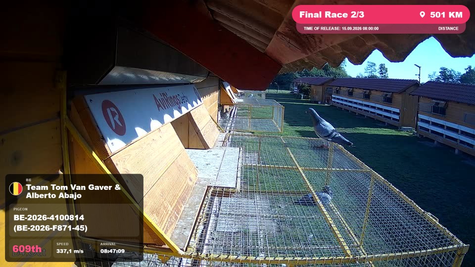 Pigeon Arrival Image For Race Final Race 2/3
