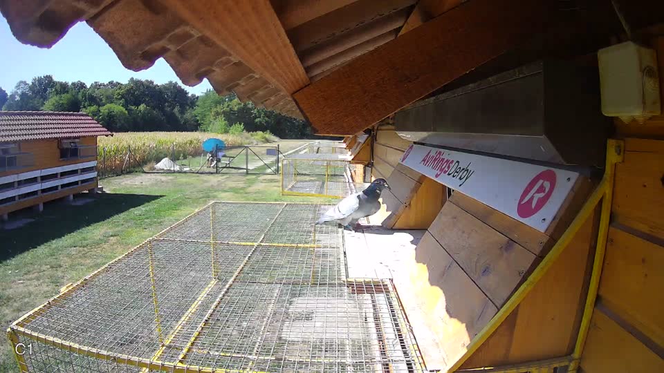 Pigeon Arrival Image For Race Race 3