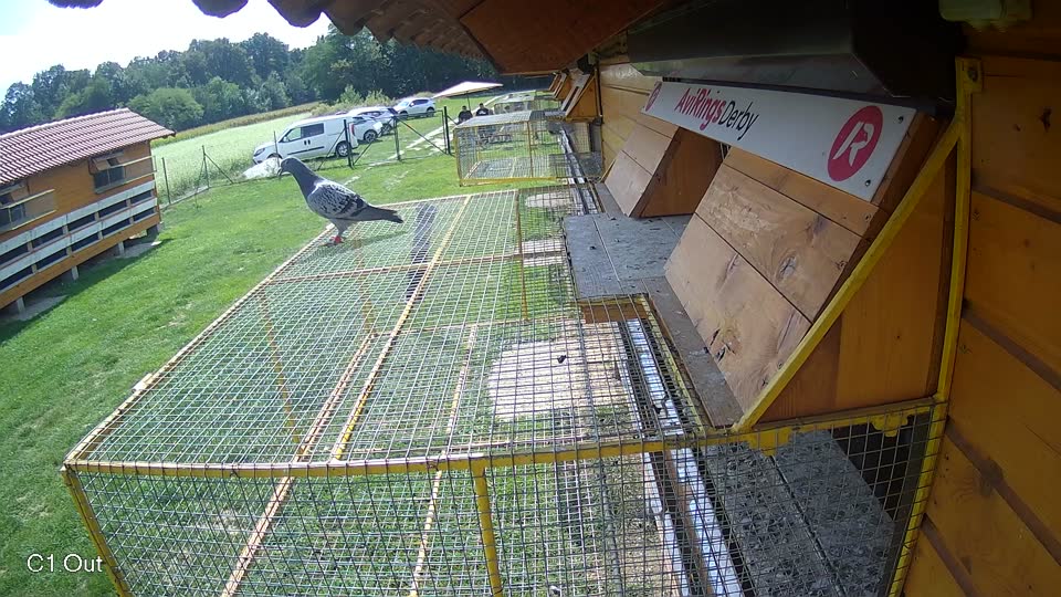 Pigeon Arrival Image For Race Race 6