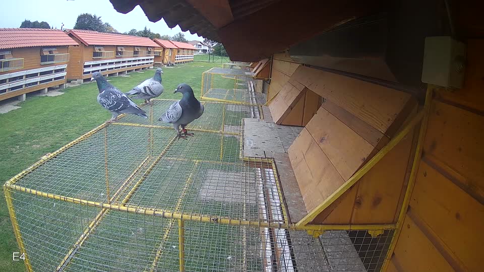Pigeon Arrival Image For Race Final race 3