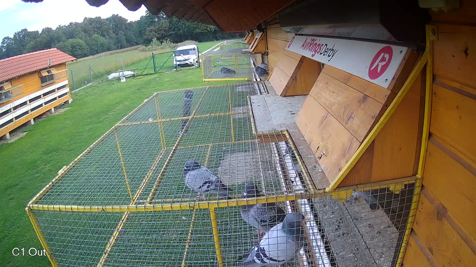 Pigeon Arrival Image For Race Final race 2