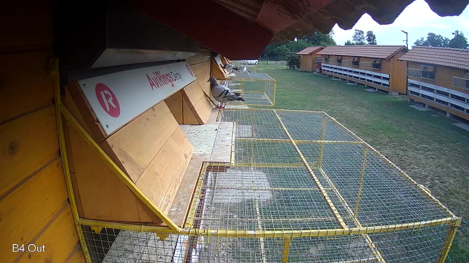 Pigeon Arrival Image For Race Race 4