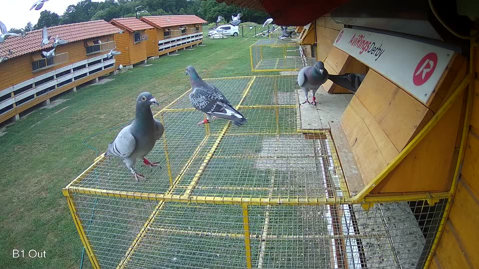 Pigeon Arrival Image For Race Race 3