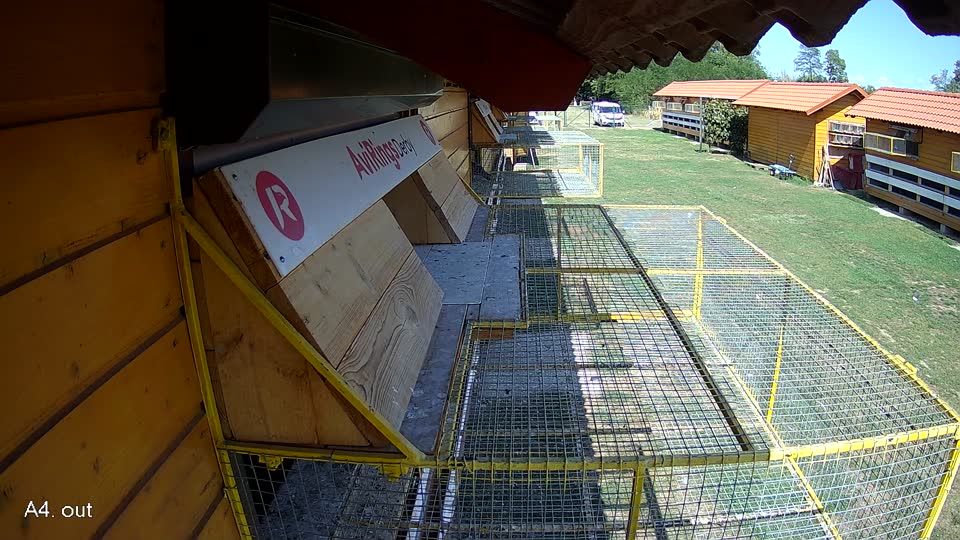 Pigeon Arrival Image For Race Race 5