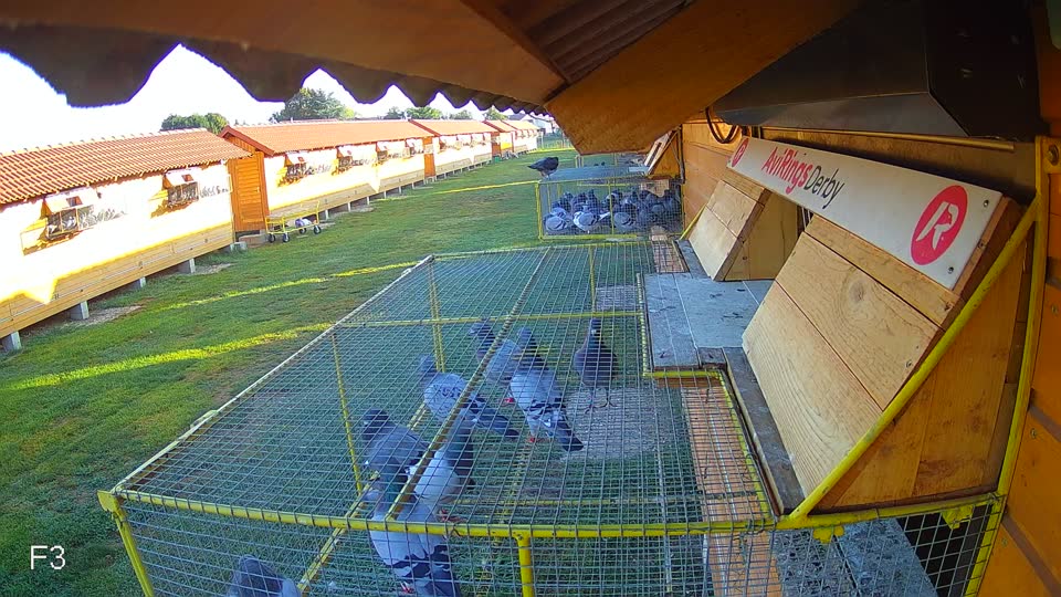 Pigeon Arrival Image For Race Race 2