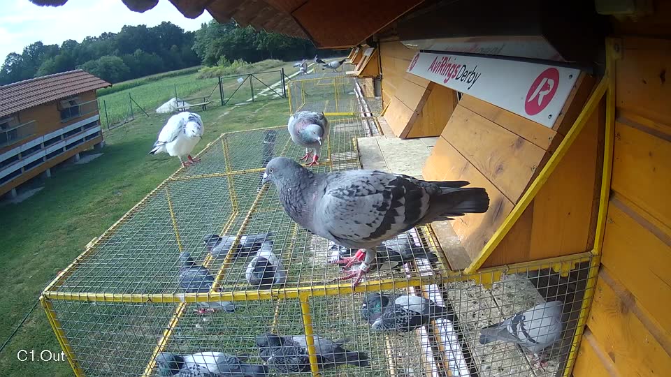 Pigeon Arrival Image For Race Race 4
