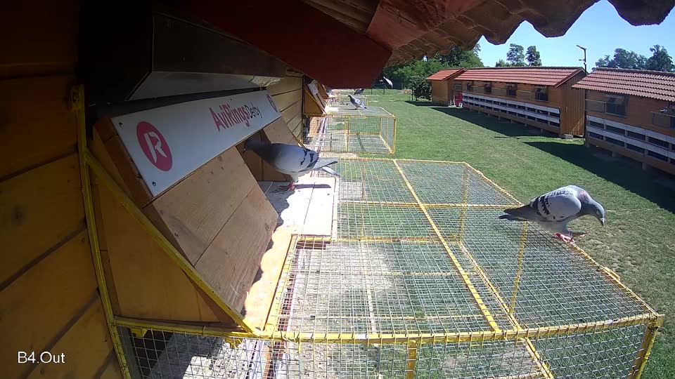 Pigeon Arrival Image For Race Race 2