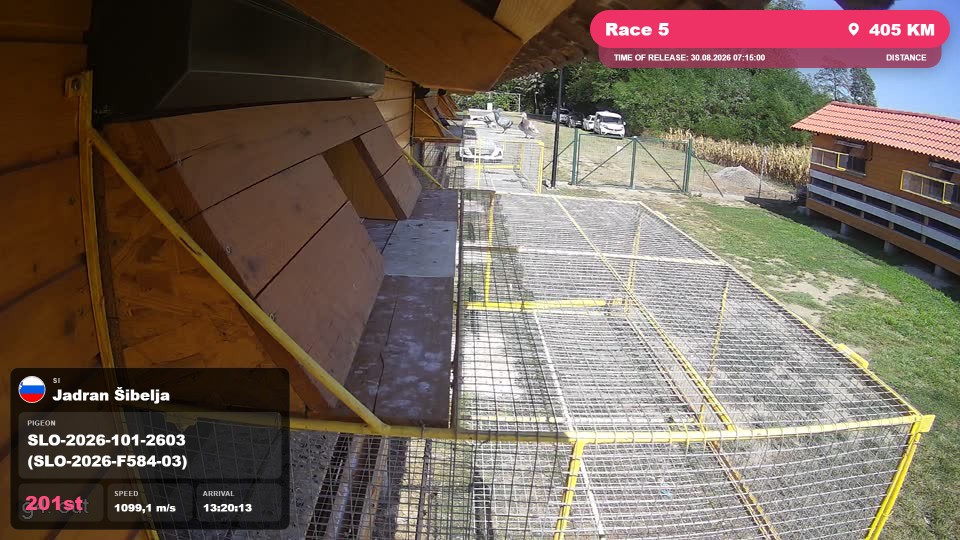 Pigeon Arrival Image For Race Race 5