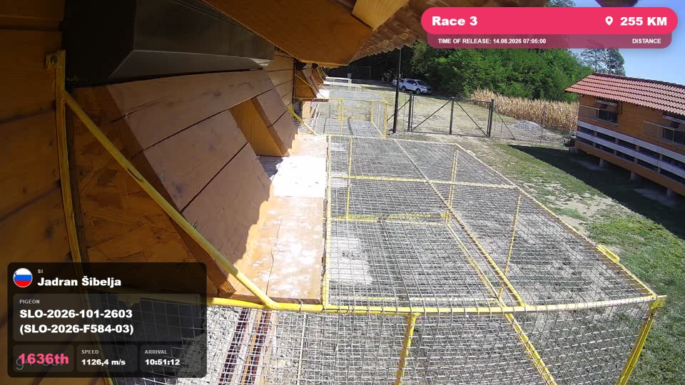 Pigeon Arrival Image For Race Race 3
