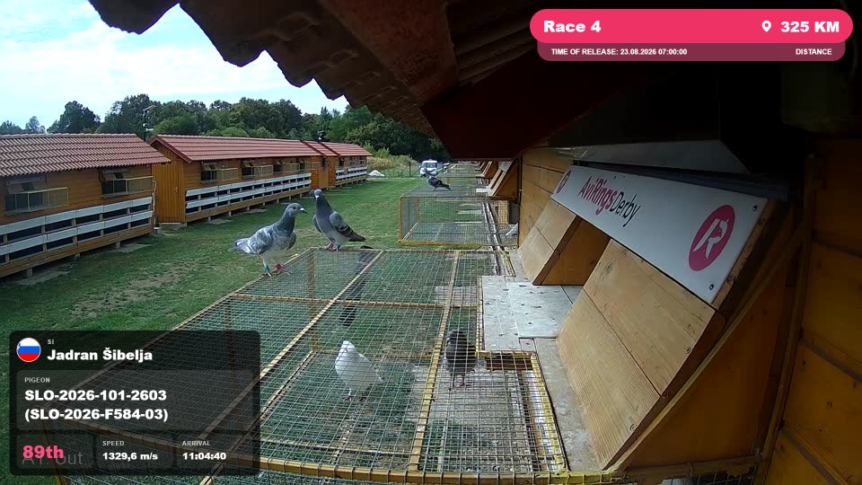 Pigeon Arrival Image For Race Race 4