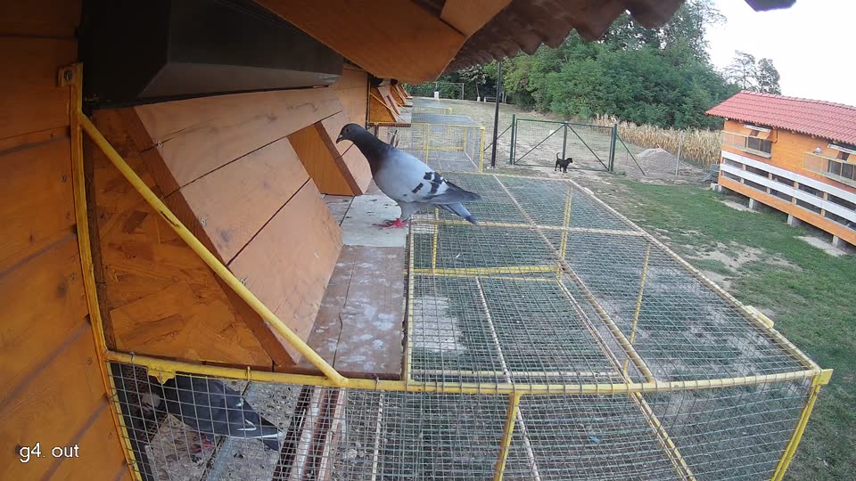 Pigeon Arrival Image For Race Race 5