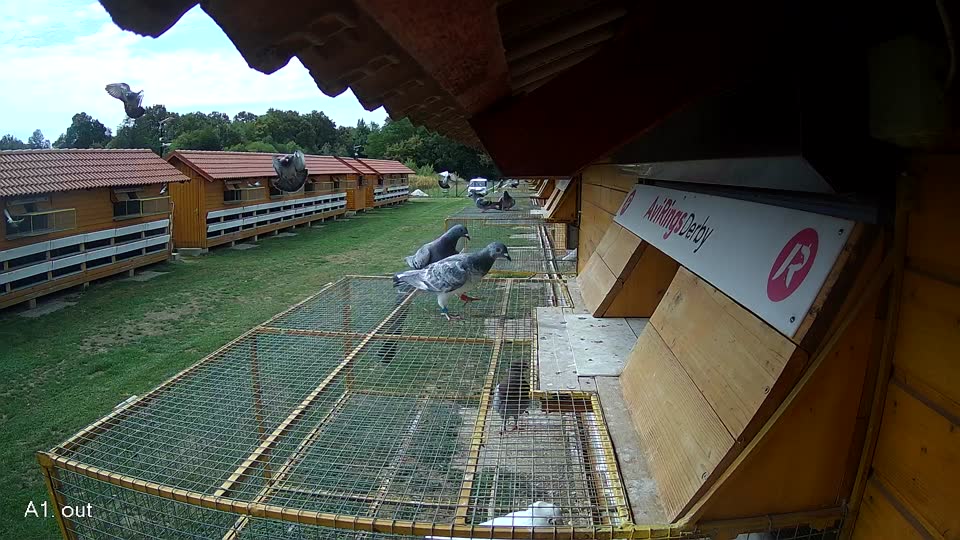 Pigeon Arrival Image For Race Race 4