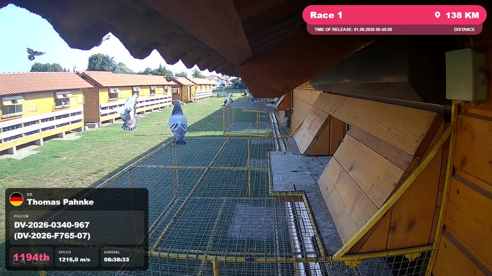Pigeon Arrival Image For Race Race 1