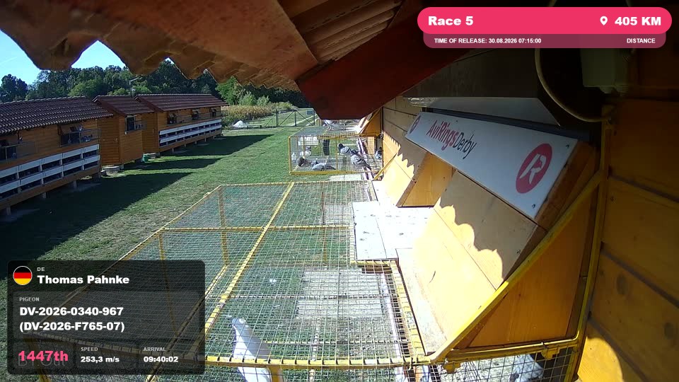 Pigeon Arrival Image For Race Race 5