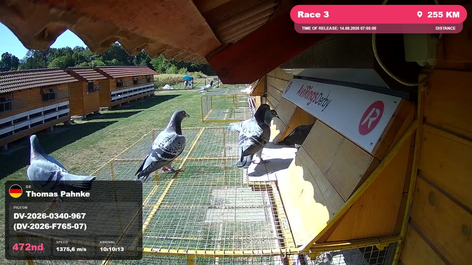 Pigeon Arrival Image For Race Race 3