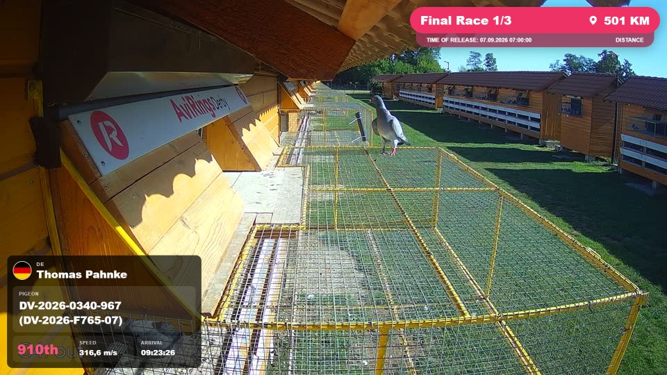 Pigeon Arrival Image For Race Final Race 1/3