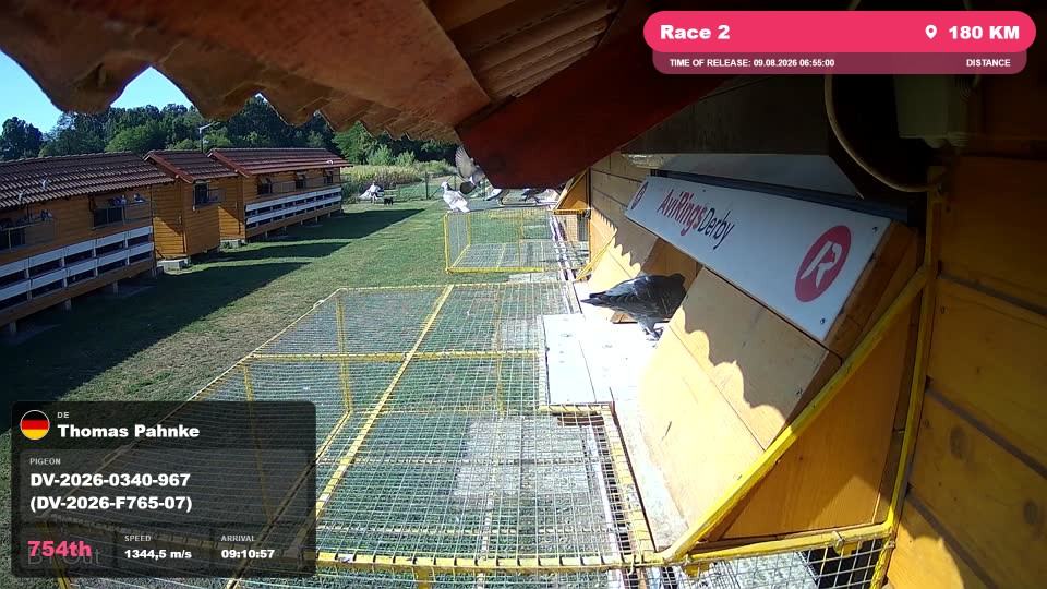 Pigeon Arrival Image For Race Race 2