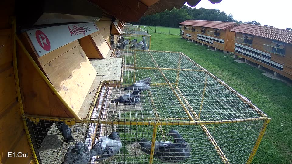 Pigeon Arrival Image For Race Final race 1
