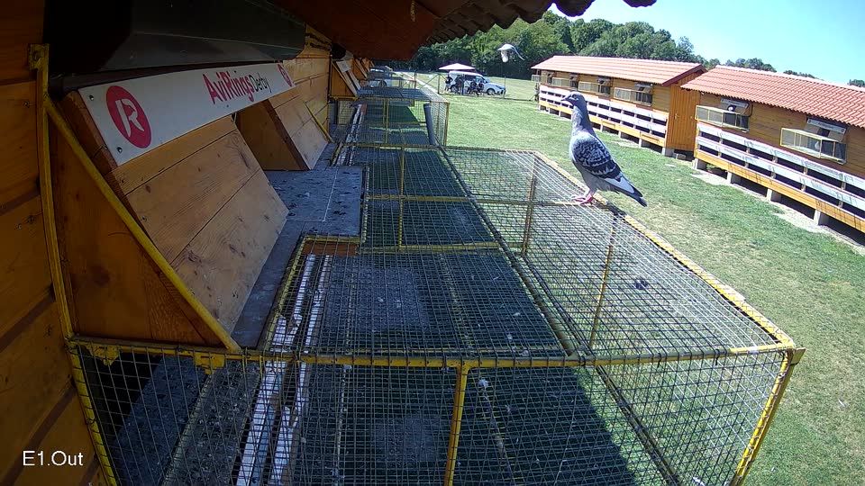 Pigeon Arrival Image For Race Race 5