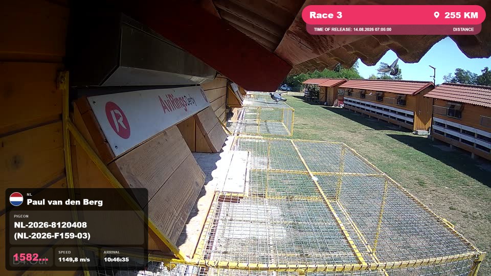 Pigeon Arrival Image For Race Race 3