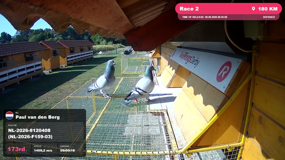 Pigeon Arrival Image For Race Race 2