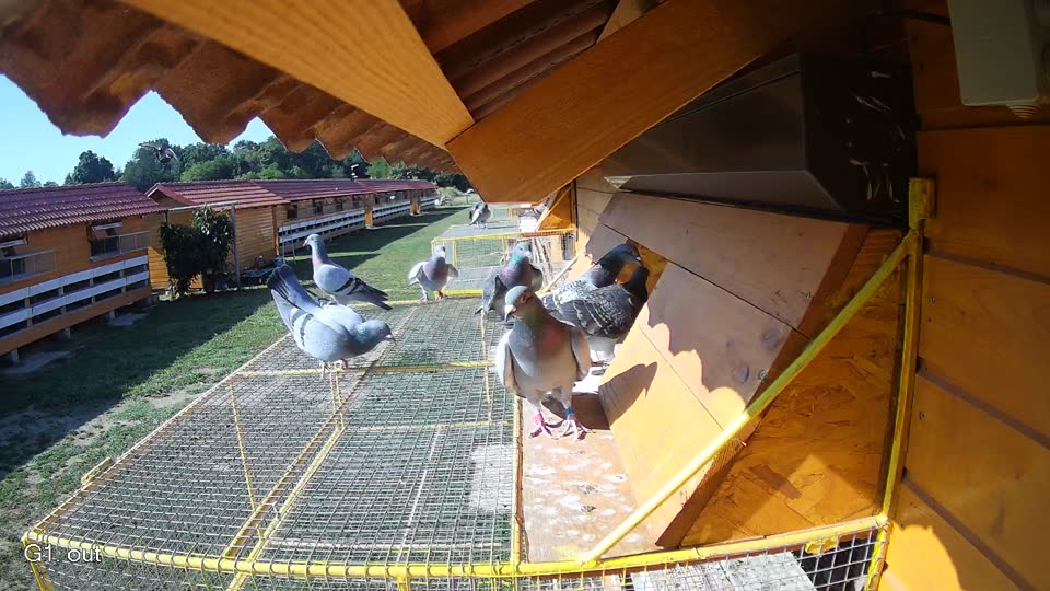 Pigeon Arrival Image For Race Race 2