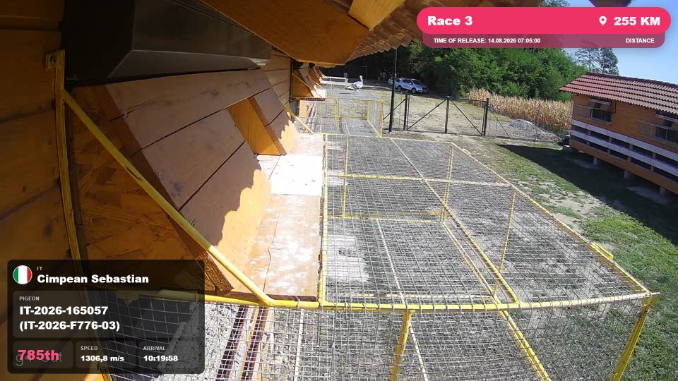 Pigeon Arrival Image For Race Race 3