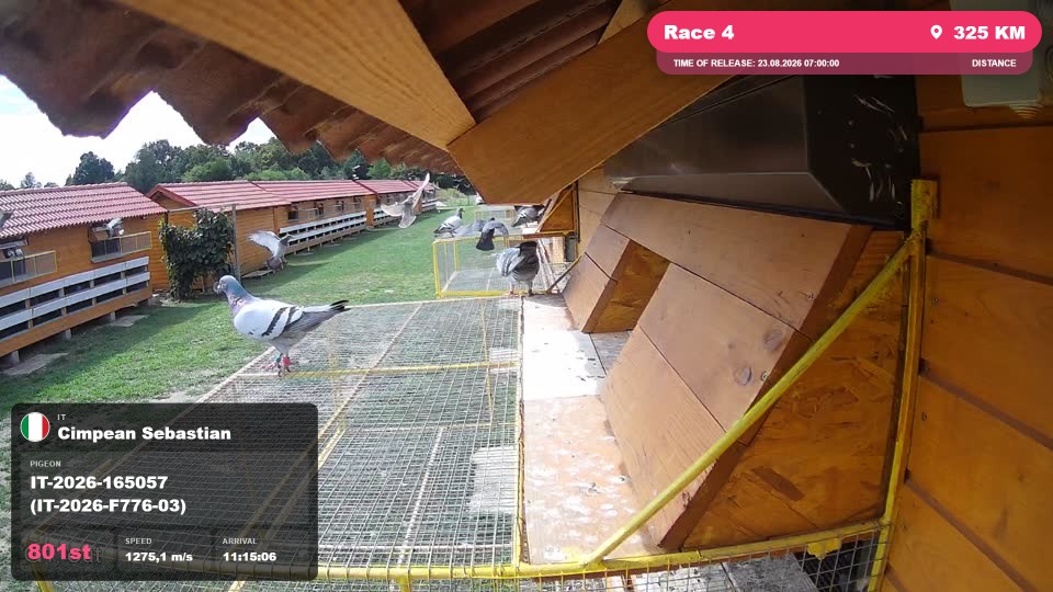 Pigeon Arrival Image For Race Race 4