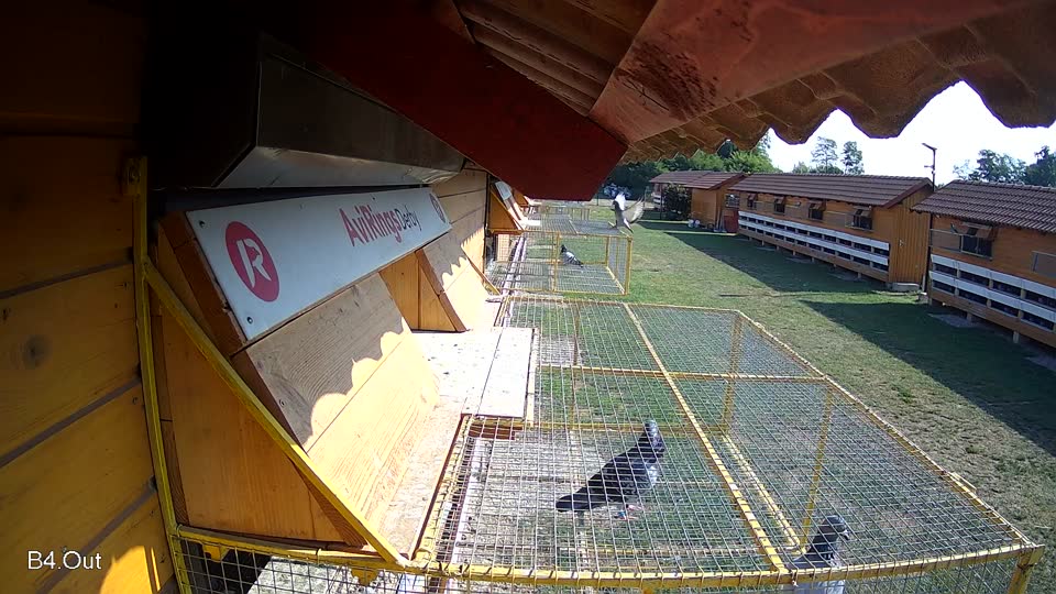 Pigeon Arrival Image For Race Race 1