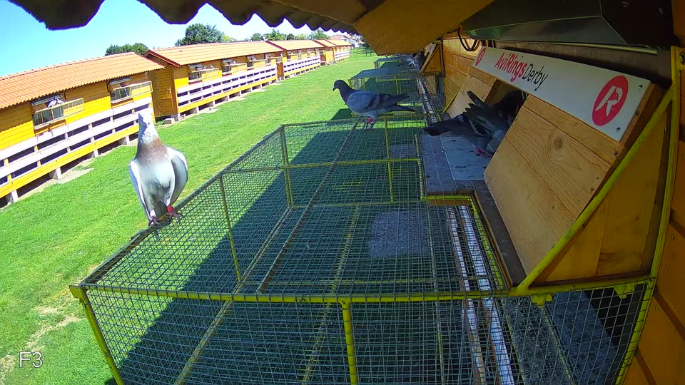 Pigeon Arrival Image For Race Race 2