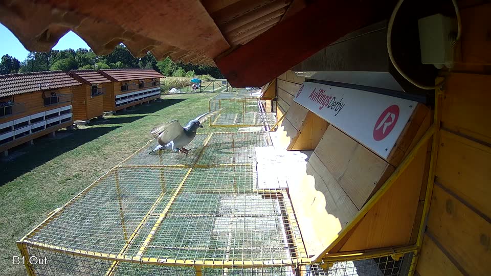 Pigeon Arrival Image For Race Race 3