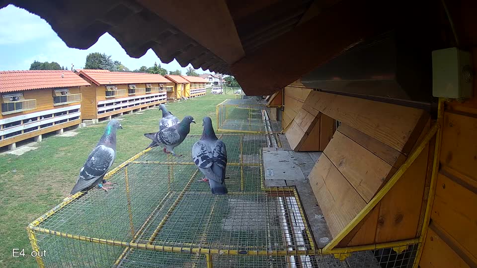 Pigeon Arrival Image For Race Race 4