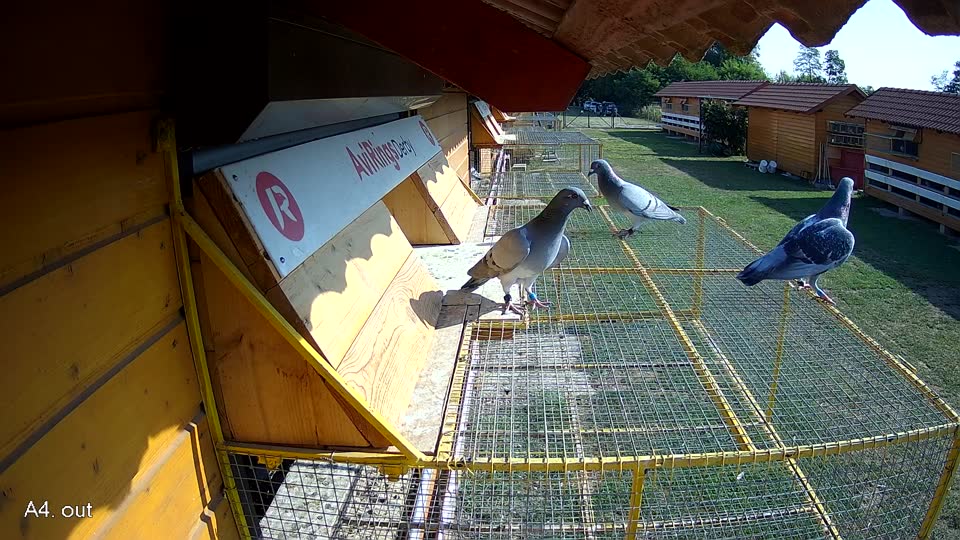 Pigeon Arrival Image For Race Race 1