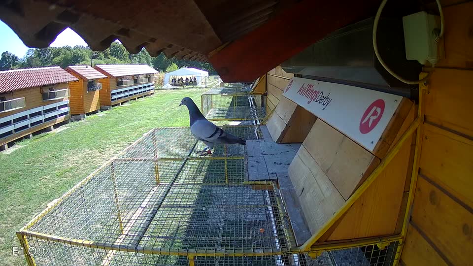Pigeon Arrival Image For Race Final Race 1/3