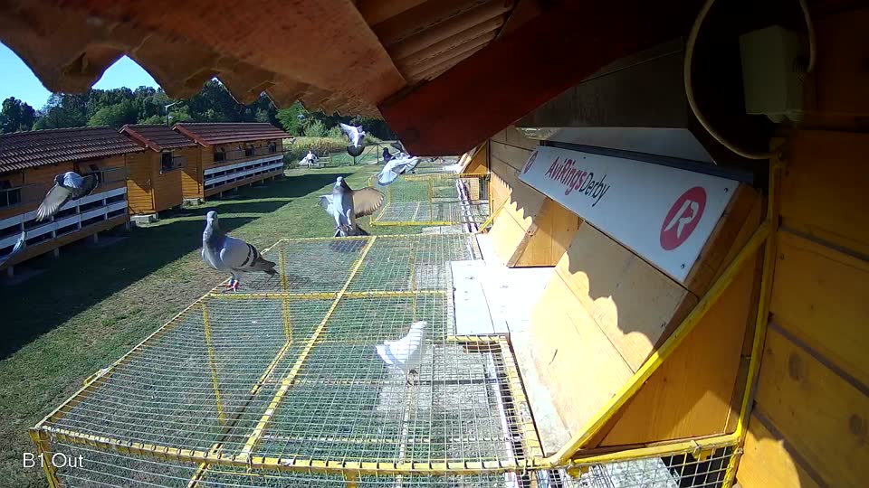 Pigeon Arrival Image For Race Race 2
