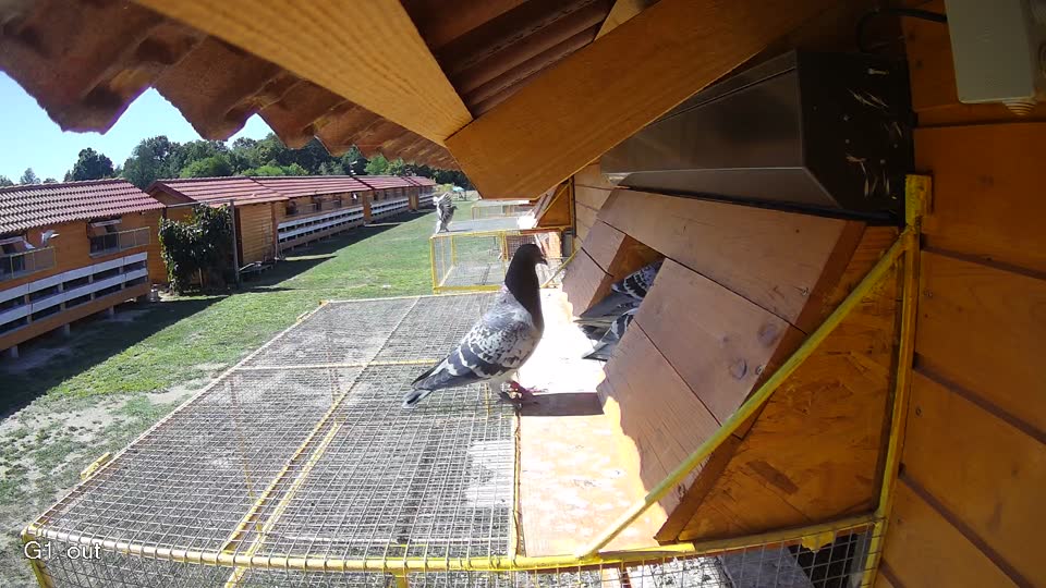 Pigeon Arrival Image For Race Race 3