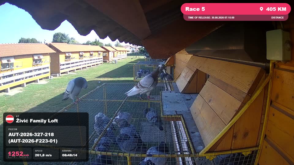 Pigeon Arrival Image For Race Race 5