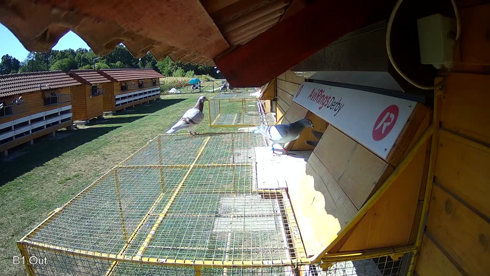 Pigeon Arrival Image For Race Race 3