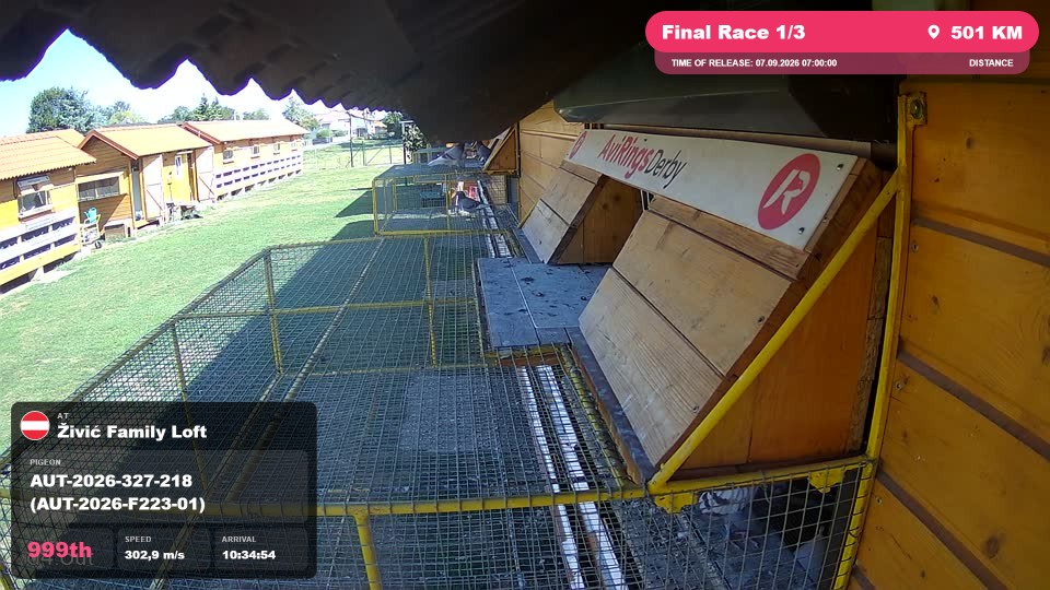 Pigeon Arrival Image For Race Final Race 1/3