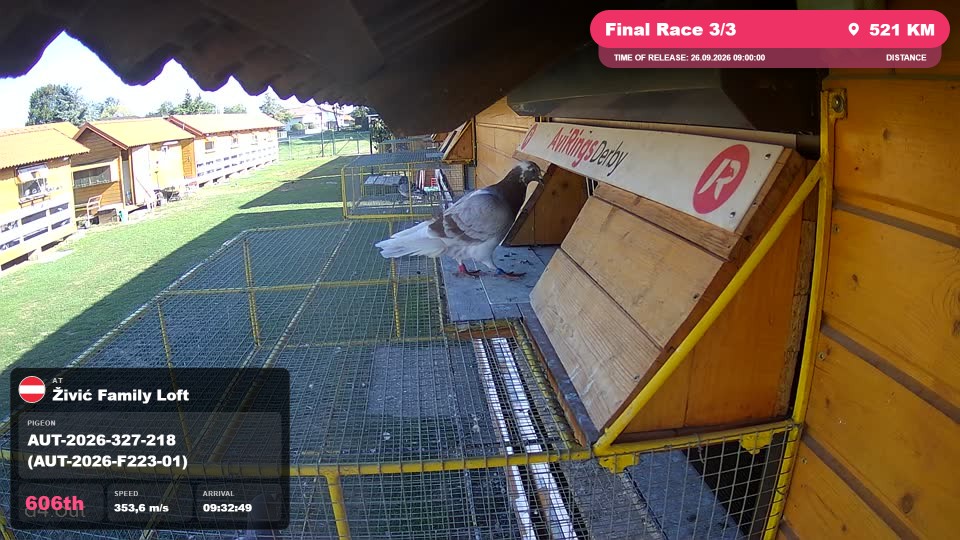 Pigeon Arrival Image For Race Final Race 3/3