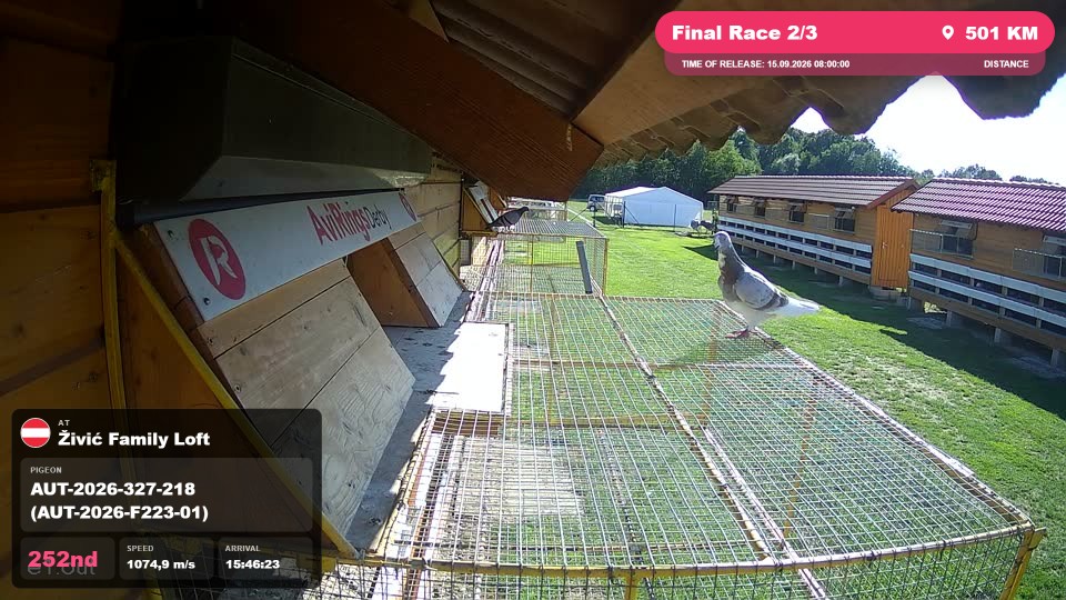 Pigeon Arrival Image For Race Final Race 2/3