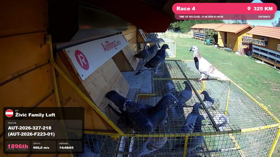 Pigeon Arrival Image For Race Race 4