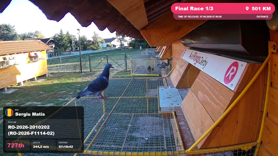 Pigeon Arrival Image For Race Final Race 1/3