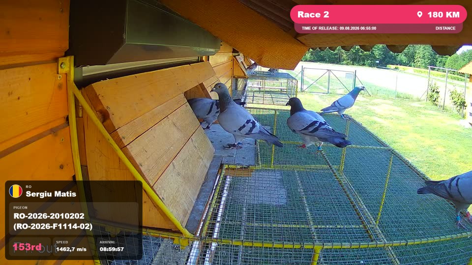 Pigeon Arrival Image For Race Race 2