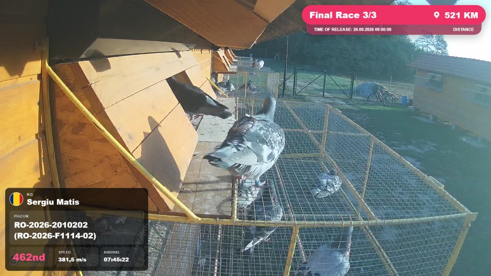 Pigeon Arrival Image For Race Final Race 3/3