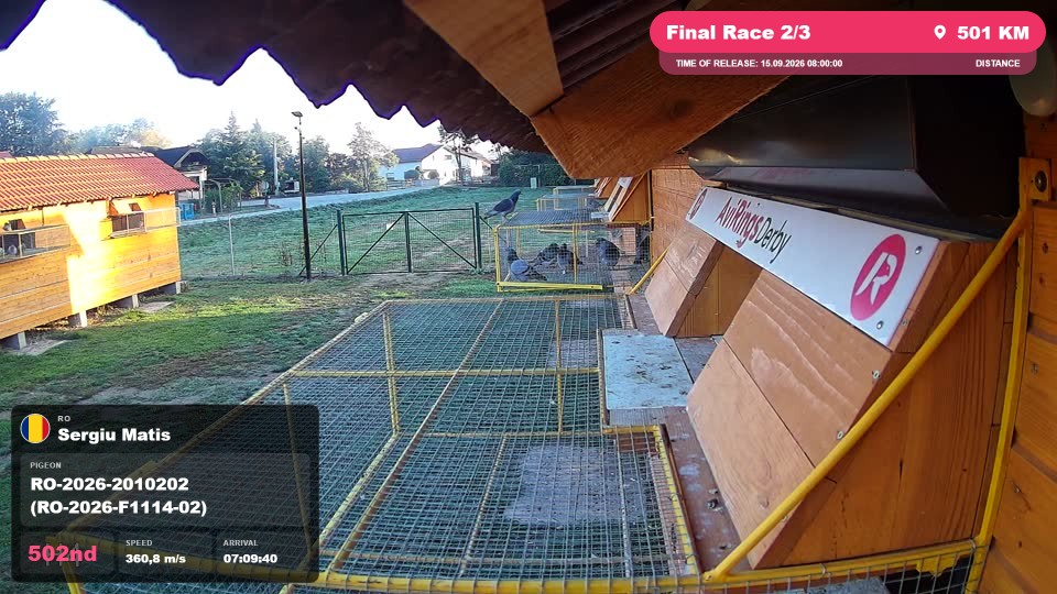 Pigeon Arrival Image For Race Final Race 2/3