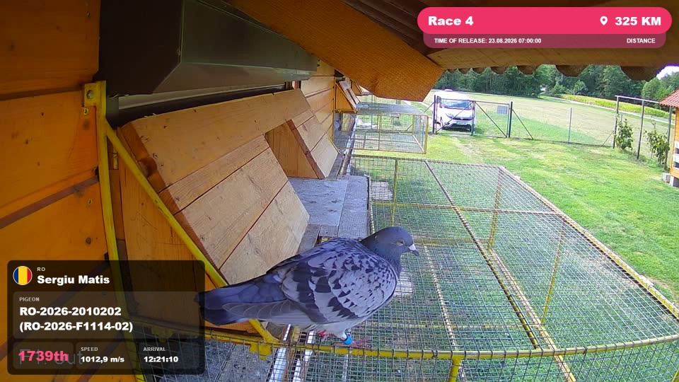Pigeon Arrival Image For Race Race 4